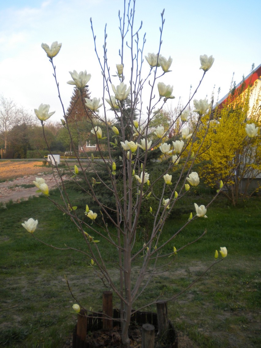 Magnolie z ogrodu pani Grażyny