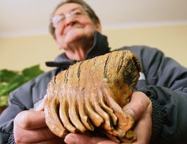 Rudolf Drobny przekazał ząb mamuta muzeum w Raciborzu