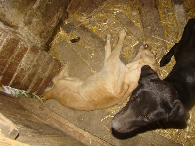 W takich warunkach przetrzymywane były psy w hodowli pod...