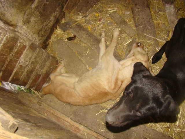 W takich warunkach przetrzymywane były psy w hodowli pod Śremem.