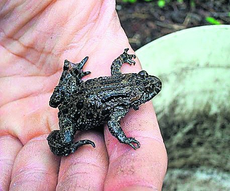 Dzięki poznańskim przyrodnikom udaje się co roku ocalić kilkaset osobników chronionych gatunków żab