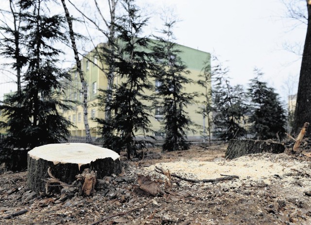Dookoła szpitala pulmonologicznego wycięto około 250 drzew