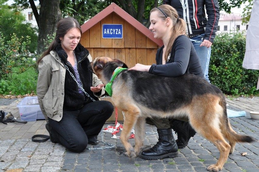 Lublin: Zerwijmy łańcuchy, nie męczmy psów (WIDEO,ZDJĘCIA)