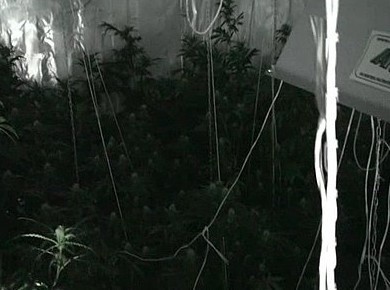 Policja zlikwidowała plantację marihuany w Katowicach [WIDEO]