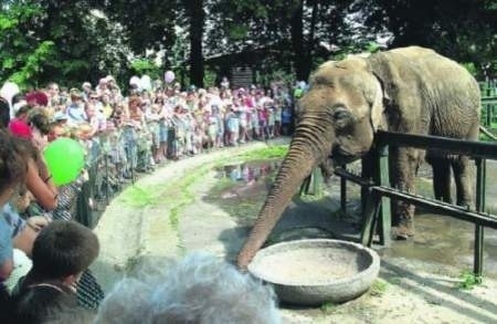 Przez wiele lat tłumy poznaniaków przychodziły do starego zoo, by oglądać wesołą słonicę Kingę