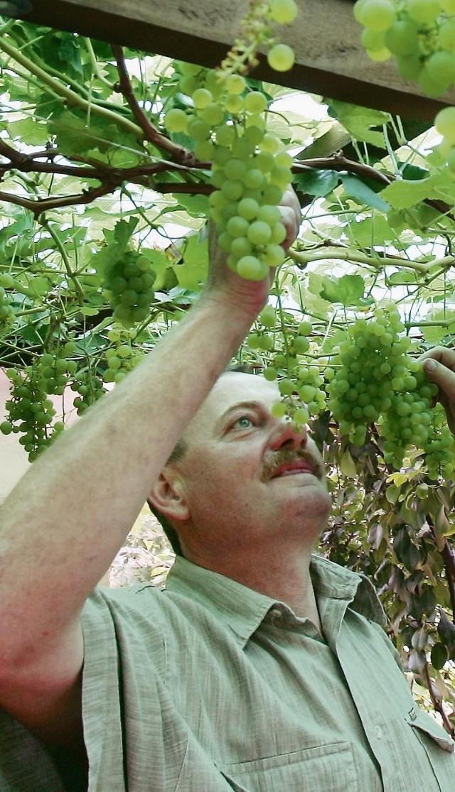 Krzysztof Juszczak je winogrona prosto z krzewów