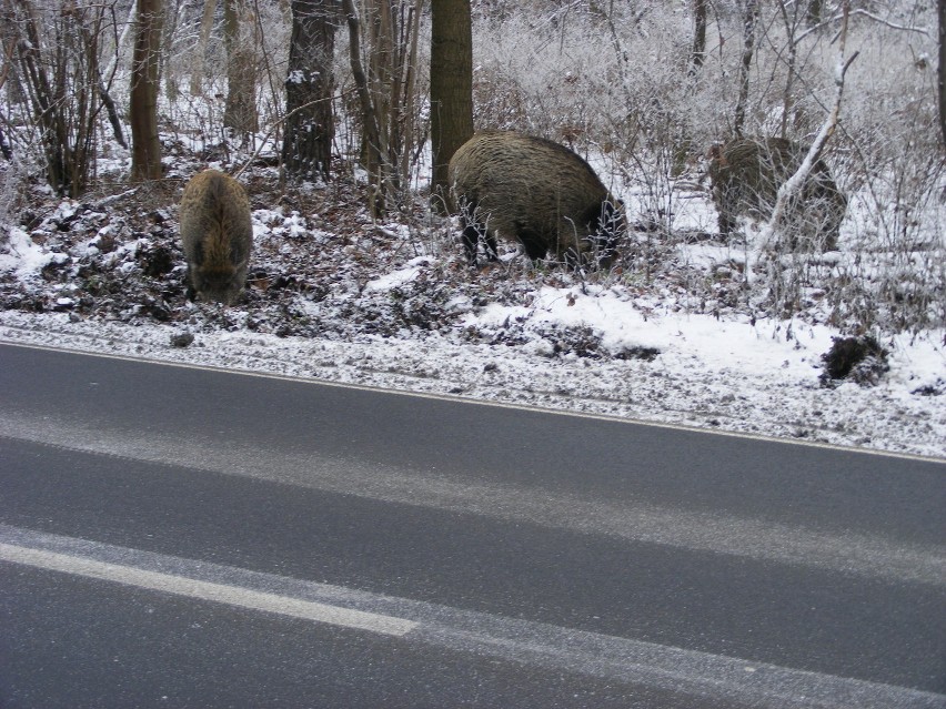 Dziki poszukują pożywienia na poboczu ulicy Koszalińskiej