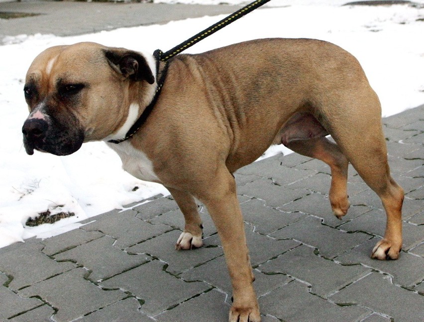 Freda: Sześcioletni i bardzo spokojny amstaff. W schronisku...