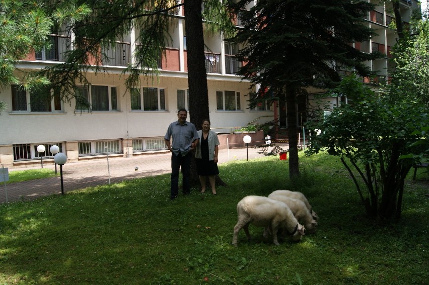 Zakopane: &quot;Żywe kosiarki&quot; atrakcją dla turystów [ZDJĘCIA]