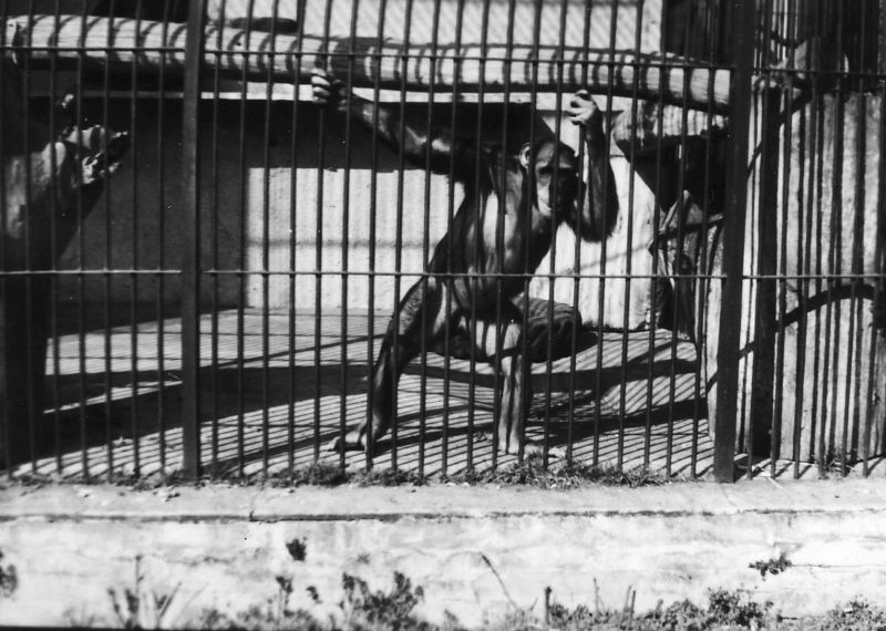Szympansica Perła to kolejna "weteranka" wrocławskiego zoo....