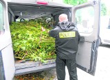 Złotów/Krajenka: Policja zlikwidowała dwie plantacje konopi indyjskich 