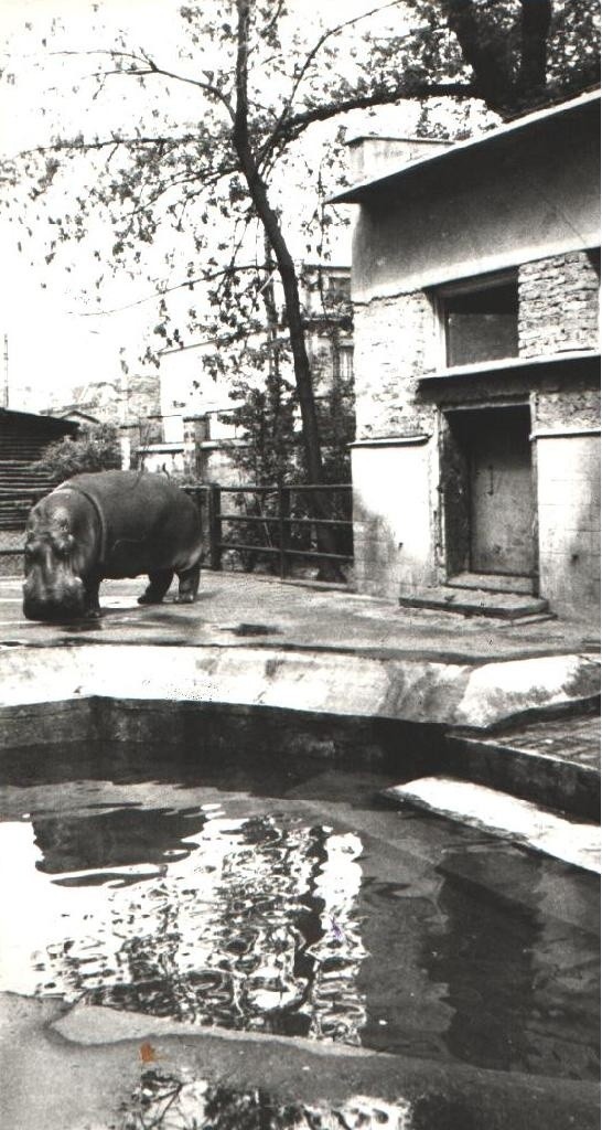20.05.1984. Jeszcze długo po otwarciu Nowego Zoo największe...
