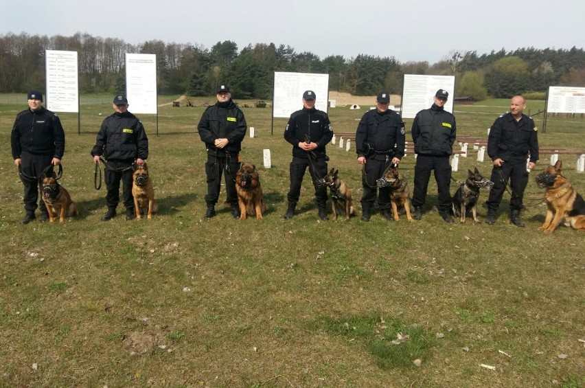 Szkolenie policyjnych psów na poligonie w Brodnicy [zdjęcia]