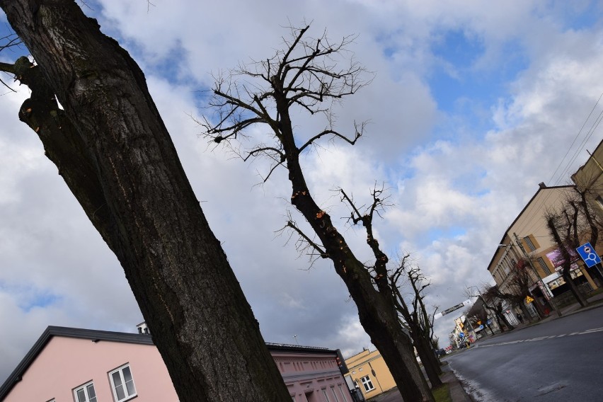 Trwa przycinanie drzew przy ulicach powiatowych w Zduńskiej Woli  