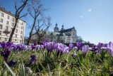 Kraków. Krokusy zakwitły na bulwarach wiślanych. Nadchodzi wiosna! [ZDJĘCIA]