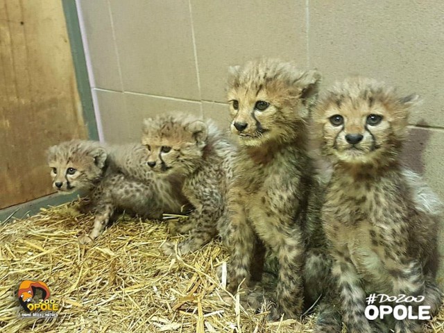 To kolejne gepardy, które urodziły się w opolskim zoo. Koty mają 8 tygodni.