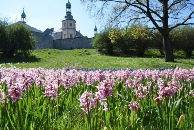 Tysiące kolorowych bratków, stokrotek o hiacyntów ozdobi ulice Kielc. Kwiaty już przyciągają  wzrok w centrum miasta, rosną gruncie i w donicach.Rośliny posadzono już na początku kwietnia ale teraz są najpiękniejsze, rozkrzewiły się i obsypały kwiatami. 

- Na zlecenie Urzędu Miasta posadziliśmy 4723 wiosennych roślin. W niektórych miejscach rosną same bratki a w innych ich kompozycje  ze stokrotkami - informuje Dominik Kowalski, rzecznik prasowy Rejonowego Przedsiębiorstwa Zielni i Usług Komunalnych w Kielcach.  Bratki są w różnych kolorach żółte, białe, niebieskie, pomarańczowe, bordowe, jednokolorowe lub z czarnymi oczkami. 
Stokrotki maja białe lub różowe płatki. 


Zobaczcie na kolejnych slajdach - kwiaty w Kielcach