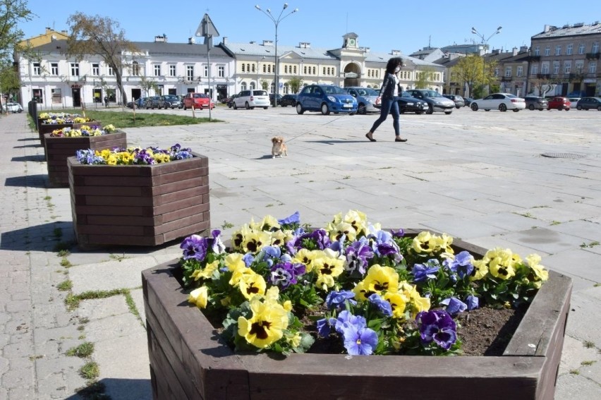 Na placu Wolności kolorowe kwiaty bratków  wyglądają   z...