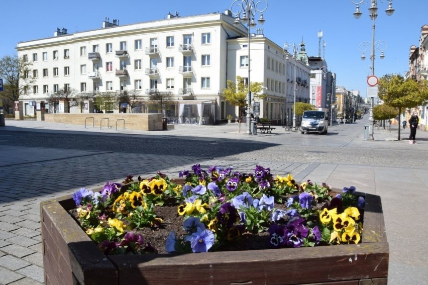 Kwiaty przy placu Artystów
