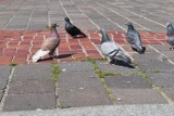 Gołębie "dekorują" rynek w Olkuszu po swojemu. Serce miasta pokryte jest ptasimi kupkami. Ludzie mimo zakazów i tak je dokarmiają [ZDJĘCIA]