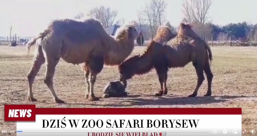 Narodziny samiczki wielbłąda w Zoo Safari Borysew koło Poddębic. Jakie imię otrzyma sympatyczne zwierzątko? Zgłoś swoją propozycję ZDJĘCIA