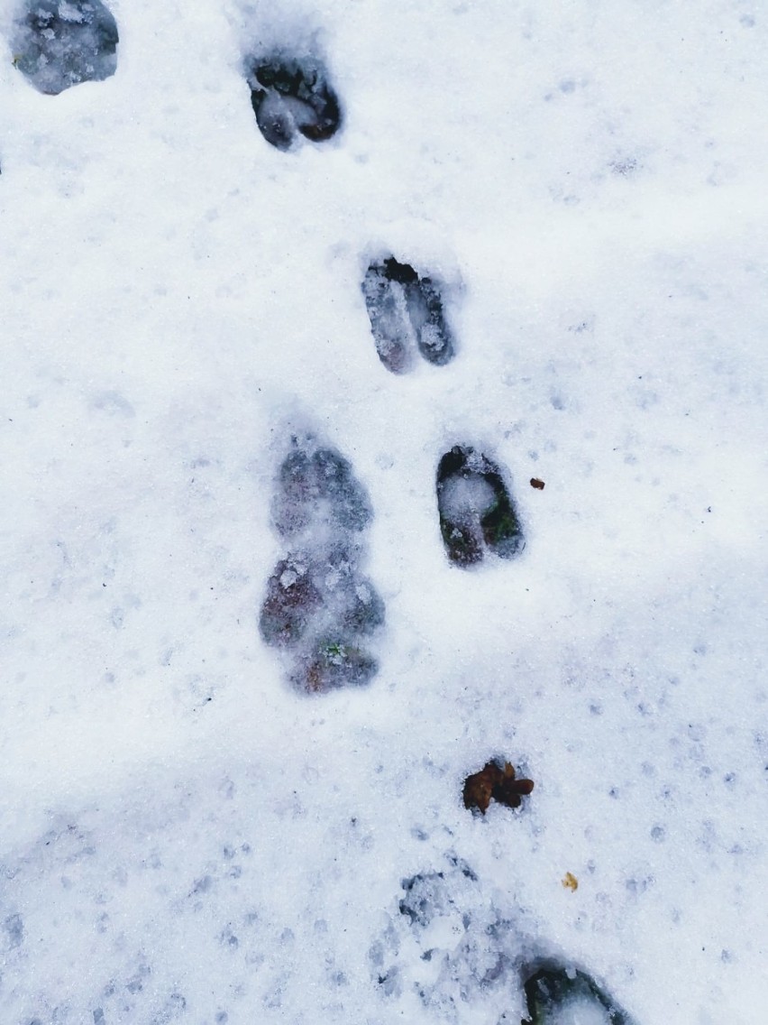 W lasach Nadleśnictwa Durowo znów pojawiły się wilki. Leśnicy zaobserwowali ich ślady na śniegu 