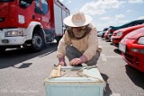 Rój pszczół przy wałbrzyskiej Toyocie (ZDJĘCIA)