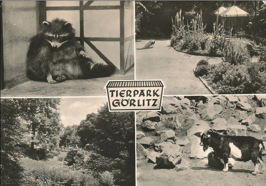Poznaj najstarszych mieszkańców zoo w Goerlitz! Zobacz, jak zoo wyglądało przed laty! [UNIKATOWE ZDJĘCIA]