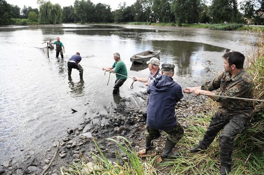 Oleśnica: Gigantyczne ryby w stawie (ZDJĘCIA)