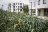 Przy kupnie mieszkania Polacy oczekują rozwiązań eko, ale głównie z oszczędności. Chodzi m.in. o fotowoltaikę i samochody elektryczne