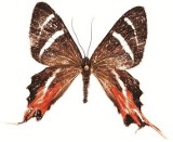 Wrocławianka wymyśliła nazwę dla nowo odkrytego gatunku motyla (ZDJĘCIA)