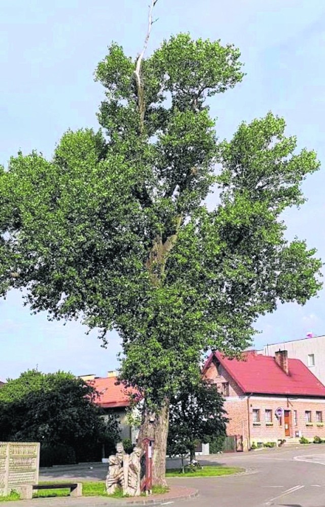 Topola Helena z Helu została najpierw polskim Drzewem Roku 2017, a teraz walczy o tytuł Europejskiego Drzewa Roku 2018
