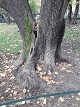 Kraków. Potężne drzewo na Plantach pęka, zagraża spacerowiczom