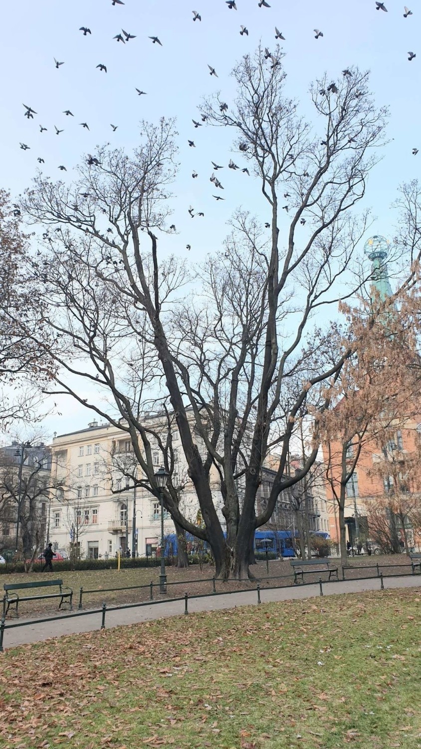 Kraków. Potężne drzewo na Plantach pęka, zagraża spacerowiczom