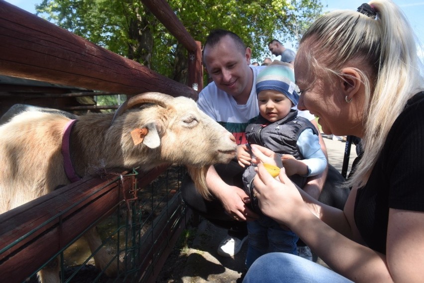 Niedziela, 9 maja 2021 roku. Park Krasnala w Nowej Soli...