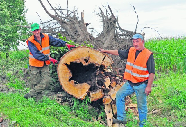 Jerzy Kubarek i Krzysztof Gałan kilka dni usuwali skutki wichur, które powaliły spruchniałe drzewa