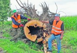 Oświęcim: absurdalne przepisy nie pozwalają na wycięcie drzew z lipowej alei śmierci