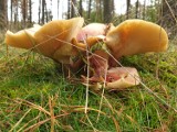 Grzybobranie 2020. Rzadko spotykane grzyby. Świnoujście - takie grzyby w polskich lasach! Wasze zdjęcia