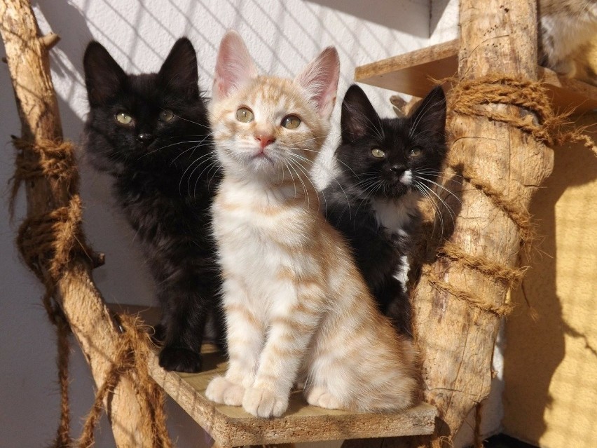 Koty kurylskie bobtail pochodzą z Wysp Kurylskich. Mają...