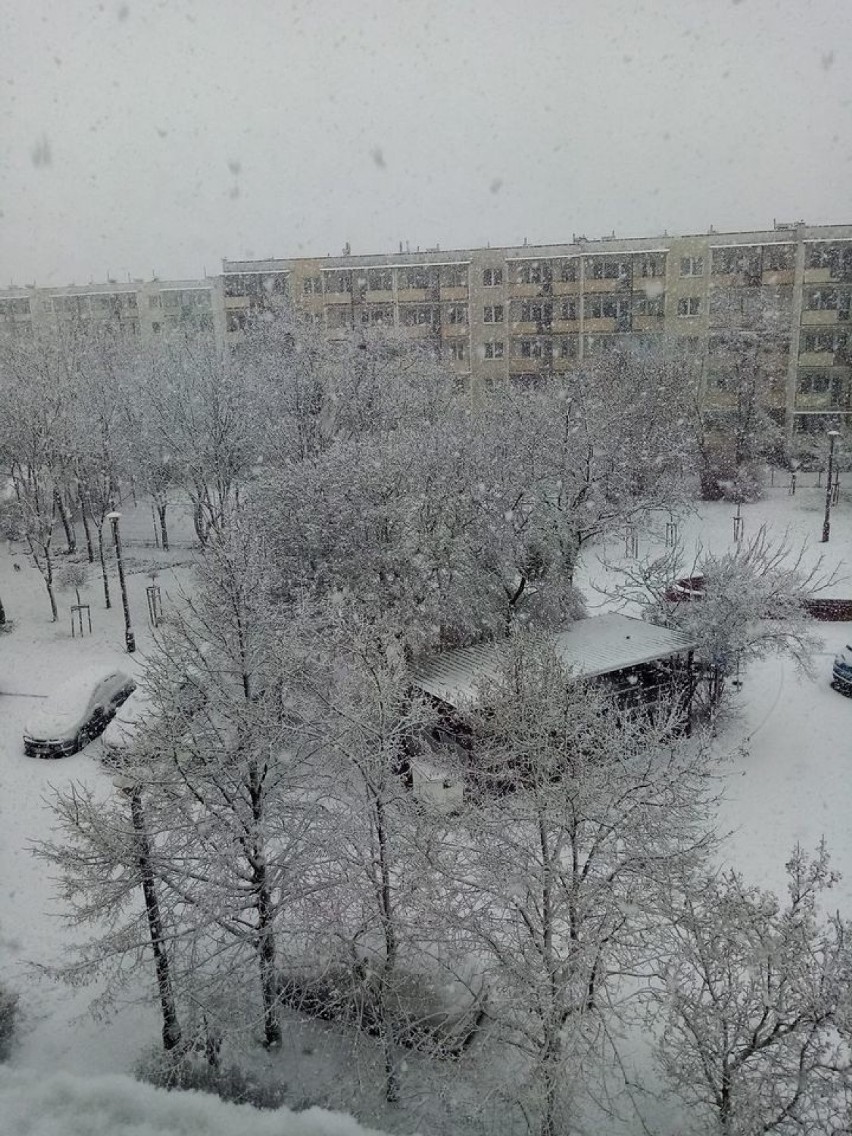 W poniedziałek w Toruniu wreszcie spadł śnieg. Biały puch...