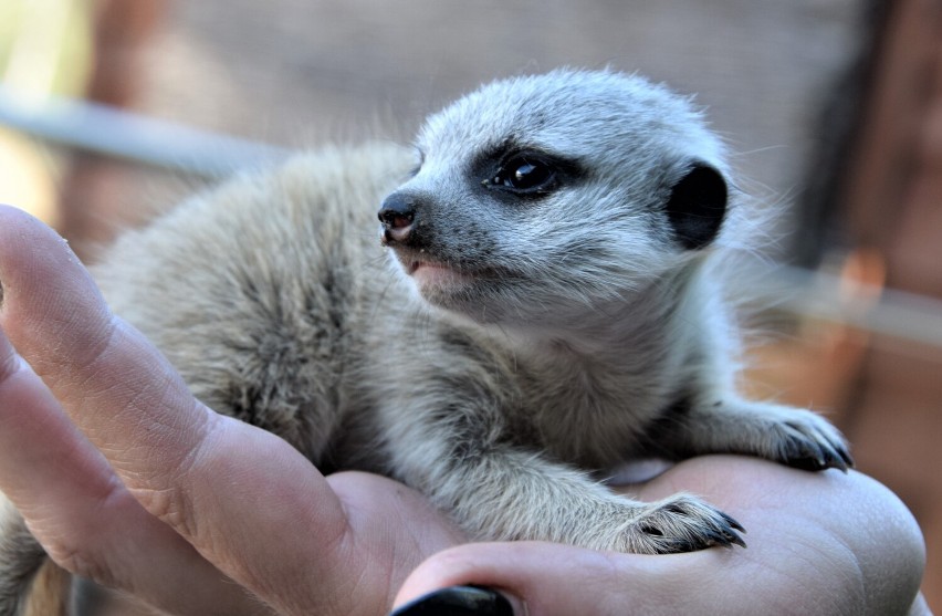 Prawdziwy baby boom zapanował w Zoo w Borysewie koło Poddębic. Ale słodziaki! Zobacz ZDJĘCIA