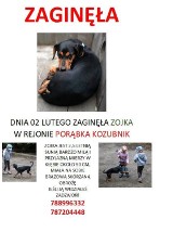 Zaginiony pies w Żywcu. Szukają Zoi, widziałeś ją? 
