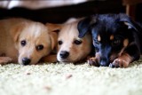 Psy i koty czekają na adopcję w Stowarzyszeniu Pomagajmy Zwierzętom i schronisku w Opocznie [ZDJĘCIA]