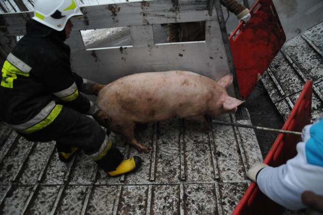 Na łuku drogi między gościńcem Marzymięta i Czmoniem wywróciła się ciężarówka przewożąca świnie. Samochód jadący w kierunku Śremu zjechał na przeciwległy pas ruchu i wywrócił się na bok, spadając z nasypu drogi. Kierowcy nic się nie stało. Pojazd przewoził 200 sztuk trzody chlewnej