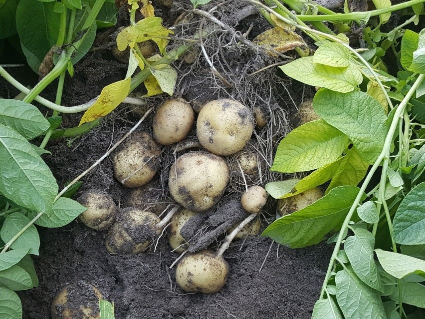 Szkodliwość chwastów na plantacji ziemniaków polega na:...