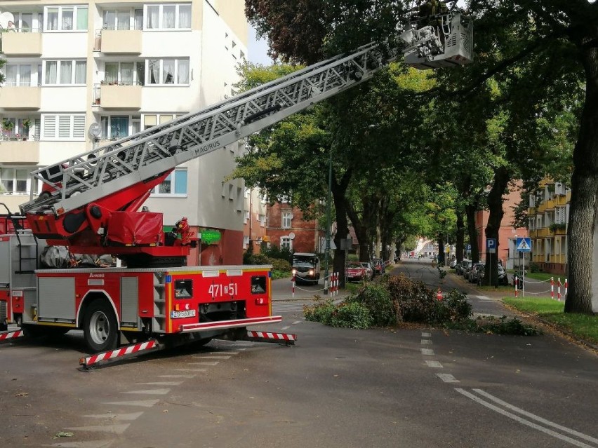 Zamknęli ul. Dworcową w Kołobrzegu i usuwali uschnięte gałęzie. To drzewo rok temu trafił piorun