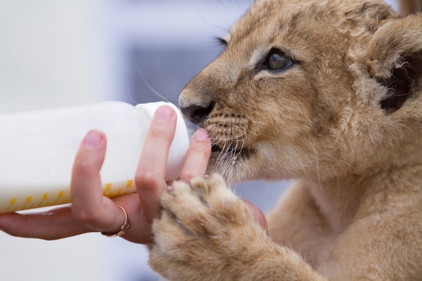 Znani na całym świecie mieszkańcy ZOO. Niezwykłe zwierzęta stały się ulubieńcami odwiedzających. Czym zasłynęły?