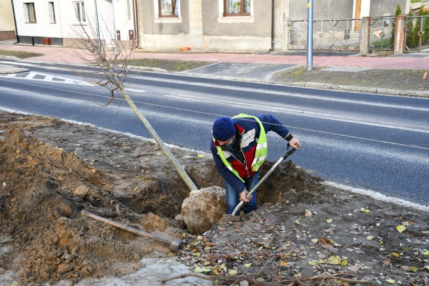 Akcja sadzenia drzew na Lipowej w Wolsztynie.