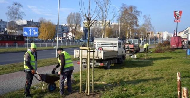 Sadzenie dorodnych drzew miododajnych w centrum Stalowej Woli przy Alejach Jana Pawła II