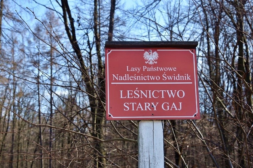 Leśnictwo Stary Gaj...